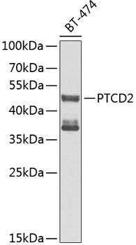 PTCD2 antibody