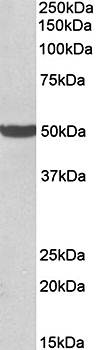 Goat anti-PTCD2 (aa214-226) Antibody