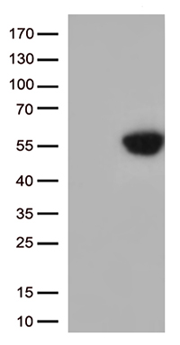 PTCD3 antibody