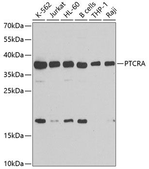 PTCRA antibody