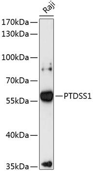 PTDSS1 antibody