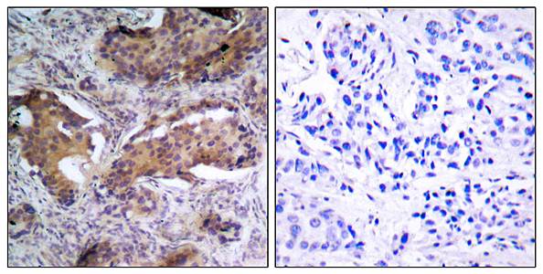 PTEN(Phospho-Ser370) Antibody