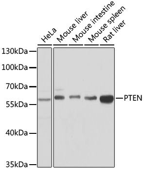 PTEN antibody