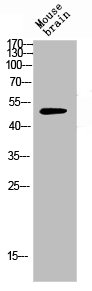 PTEN Antibody