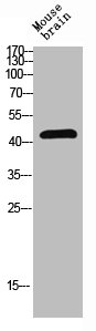 PTEN antibody