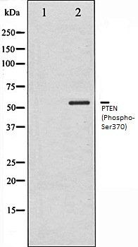PTEN (Phospho-Ser370) antibody