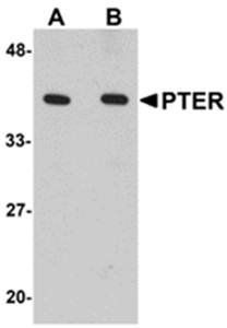 PTER Antibody