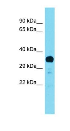 Ptf1a antibody