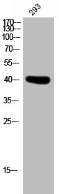 PTGDR antibody