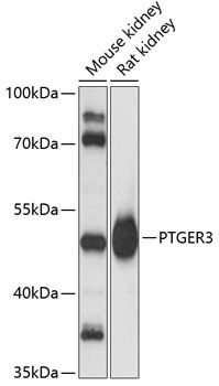 PTGER3 antibody