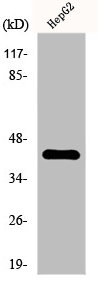 PTGER3 antibody