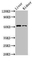 PTGER4 antibody