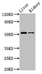 PTGER4 Antibody