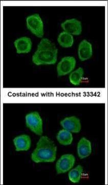 PTGFRN antibody [C3], C-term