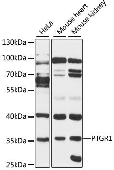 PTGR1 antibody