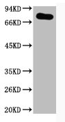 PTGS1 Antibody