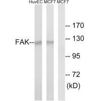 PTK2 (Ab-843) Antibody