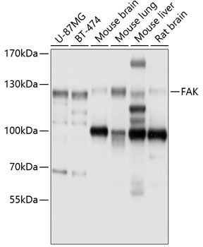 PTK2 antibody