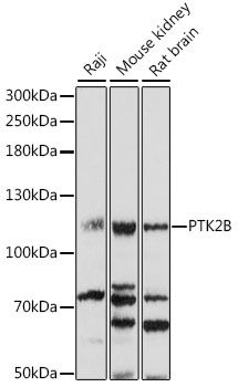 PTK2B antibody