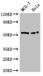 PTK6 antibody