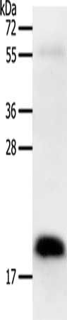 PTN antibody