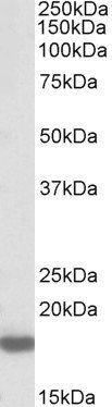 Goat anti-Pleiotrophin / PTN Antibody