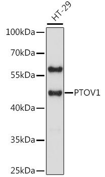 PTOV1 antibody