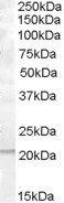 Goat anti-PTP4A1 / PRL-1 Antibody