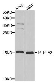 PTP4A3 antibody