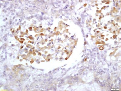 PRL3 Rabbit Polyclonal Antibody