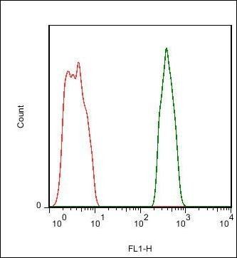 PTP zeta Rabbit Polyclonal Antibody