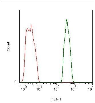 PTP zeta antibody