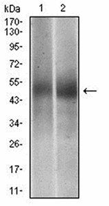 PTPN1 Antibody