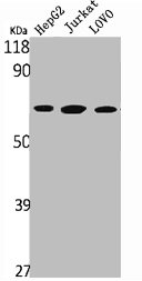 PTPN11 Antibody