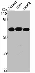 PTPN11 Antibody