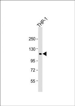 PTPN12 antibody
