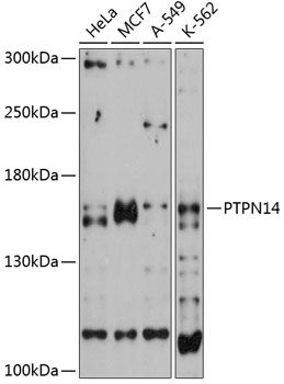 PTPN14 antibody