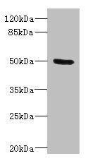 PTPN18 Antibody