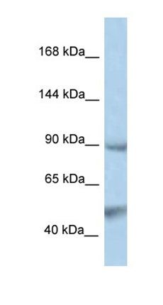 PTPN3 antibody