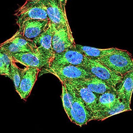 PTPN6 Antibody