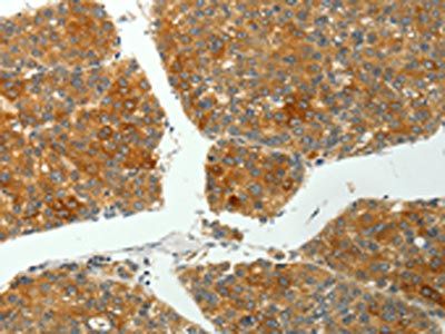 PTPN6 Antibody