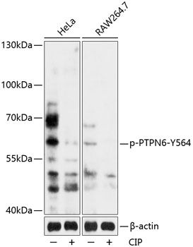 PTPN6 (Phospho-Y564) antibody