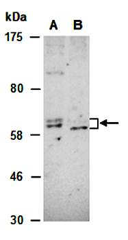 PTPN6 antibody