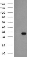 PTPN7 antibody