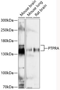 PTPRA antibody