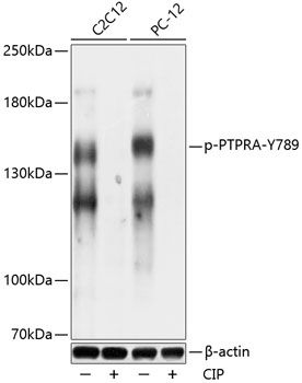 PTPRA (Phospho-Y789) antibody