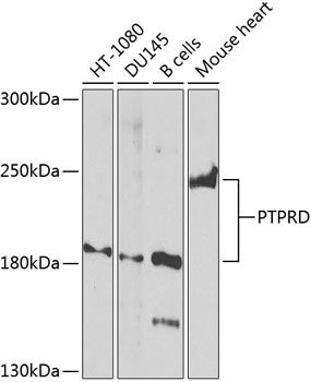 PTPRD antibody