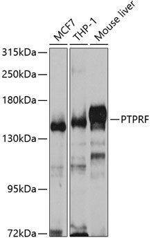 PTPRF antibody