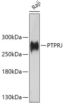 PTPRJ antibody