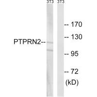 PTPRN2 antibody